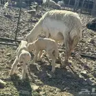 معزا عوارض دفيع. تم البيع