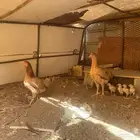 دجاجتين مفرخات