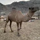 فخل ساحلي ثني او رباع احمر حار في الضراب في عز الصيف يضرب