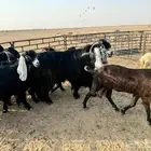 معز عوارض