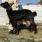 عنزين حليب وافر على الشرط