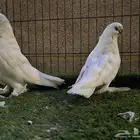 لونق فيس ماف