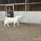 عنر مشروكة للبيع