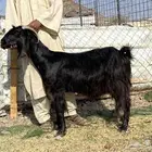 عنز حبشيه دافع