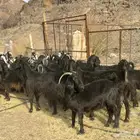 معزا عوارض طيبه