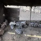 ارانب شانشيلا العملاق بيور