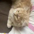 قط ذكر للتبني عمره سنه