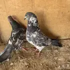 حمام بكستاني