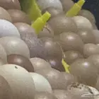 خمس أطباق دجاج اللوهمان جيل اول تخصيب عالي شرط