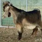 تيس آصفر معرف
