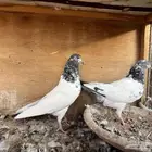 للبيع جوز تيدي جنسرا