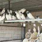 عشه حمام هندي