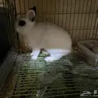 ارنب قزم هونت