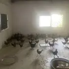 دجاج صغير للبيع المزاحميه للتواصل
