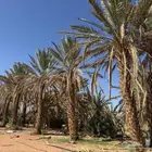 مزر عة للبيع