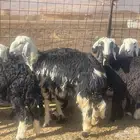 رخال نجد طيبه