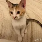cute kitten