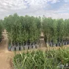 شتلات بزرومي البيع جمله