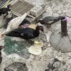 للبيع بط مصري