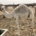 قعود للبيع في بيشة
