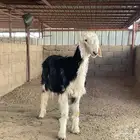 خرروف نجدي وخرفان حريه