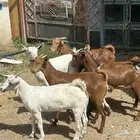 تيوس