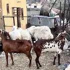 غنم مقاني
