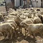 رخال مهجنه