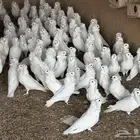 عشه بلجيكي ابيض صافي