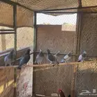 حمام سلفر للبيع