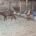 معزا دهم دفيع للبيع بالفحل بسوق الجربوع