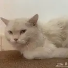 قط للبيع