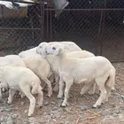 بهم تربية