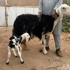 شاة نجدية معها طلي