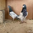 حمام بكستاني