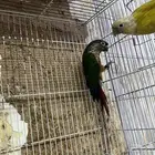 زوج كنيور