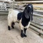 تيس فحل ثني