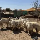 رخال حريه صنف ( تم البيع الله يبارك للشاري ي رب ) .