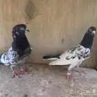 جوز باكستاني تيدي
