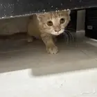 قطط للتبني