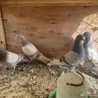 حمام صرخه