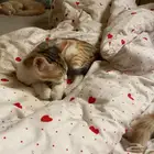 قطه للتبني