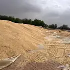 ذره شاميه