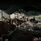 دجاج للبيع