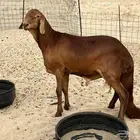 للبيع فحل سواكني حمري صنننف فاخر.