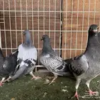 بصايص مشاكيل