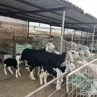 شاتين متابيع