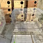 بيضات واقفاص طيور