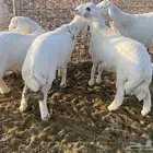 خرفان حريات العدد 8 حالهم طيب العمر فوق لأربع شهور