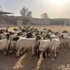 جذعات نعيم
